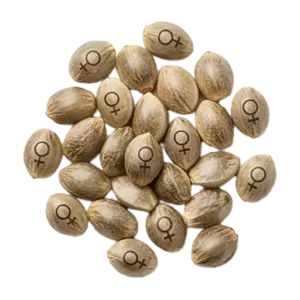 Feminized Seeds