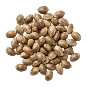 Regular Seeds